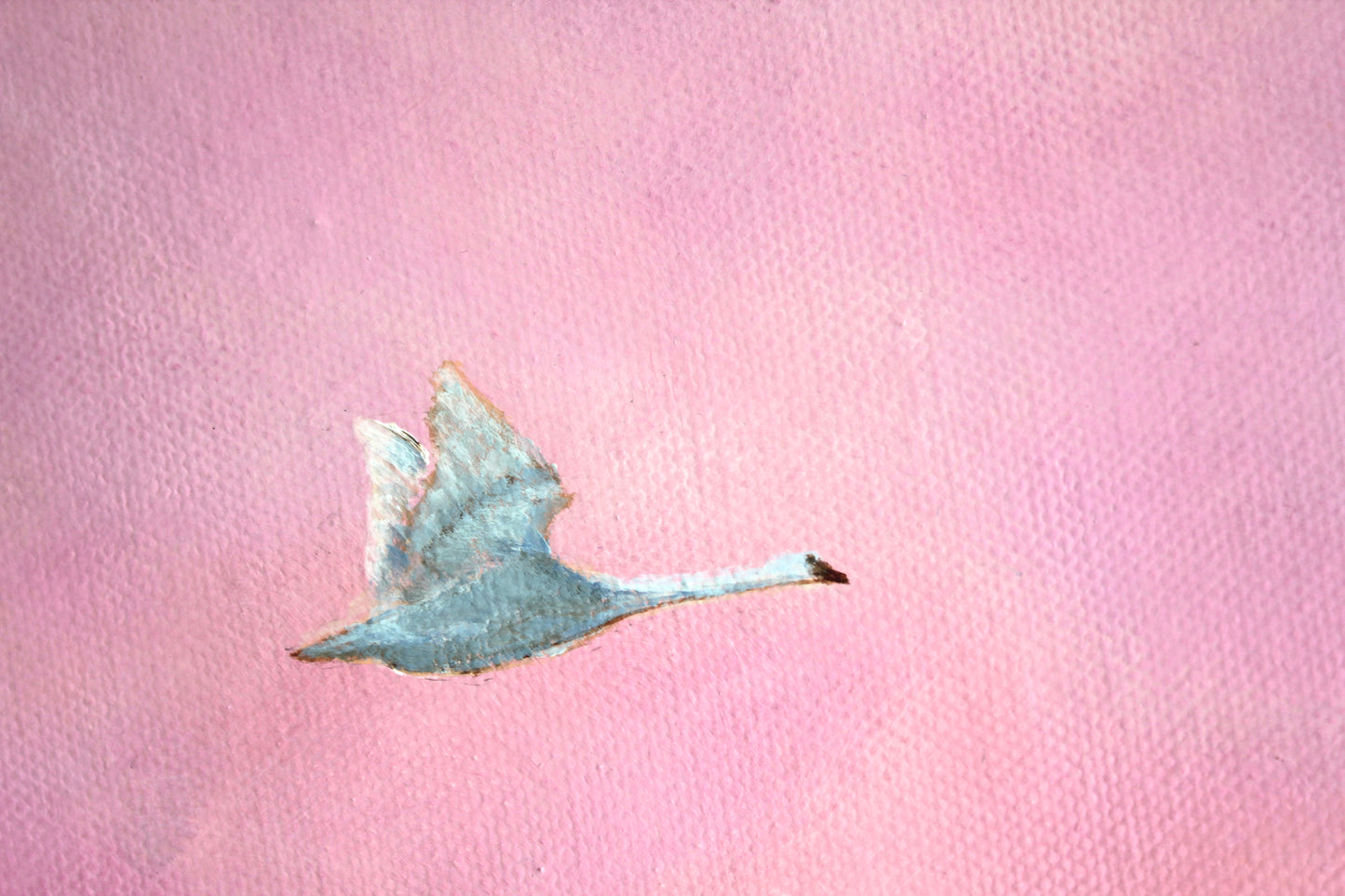 the solo swan